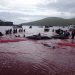 matanza de delfines y ballenas