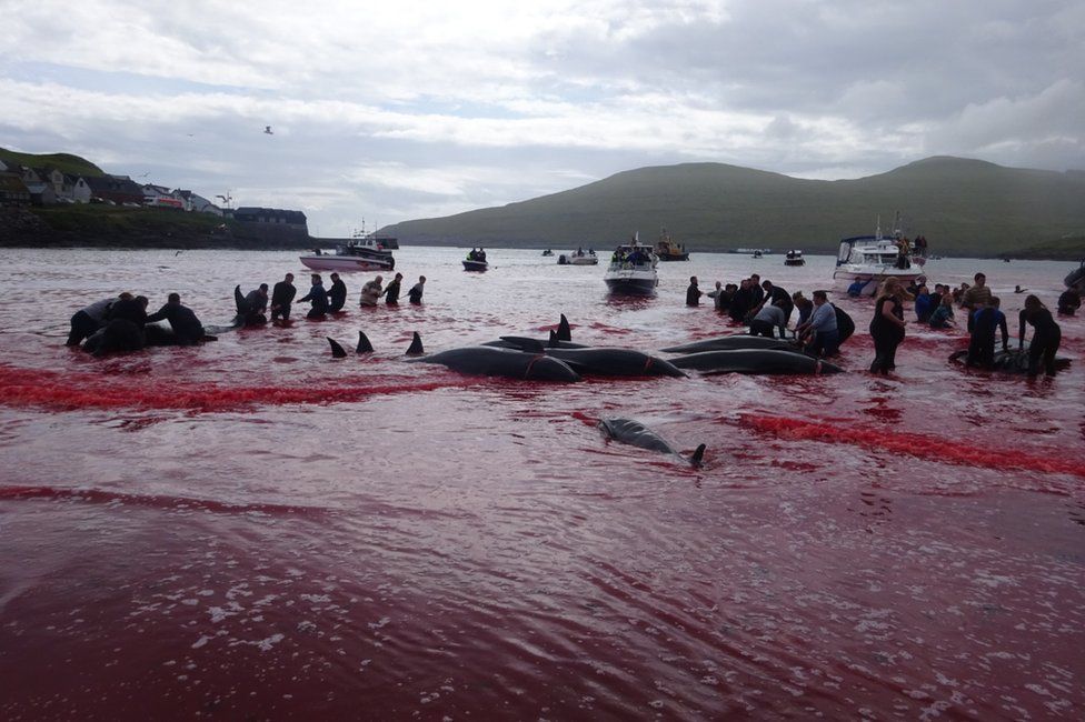 matanza de delfines y ballenas