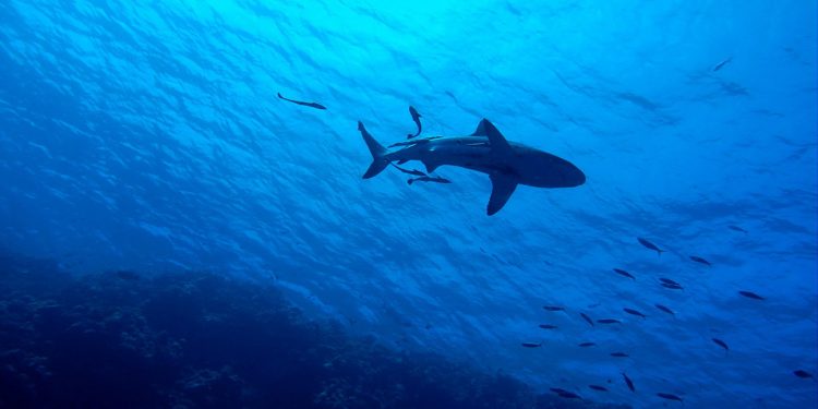 UICN extinción tiburones