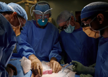 Un grupo de cirujanos de Nueva York ha hecho un trasplante de riñón cultivado de un cerdo modificado genéticamente a un paciente humano
