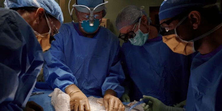 Un grupo de cirujanos de Nueva York ha hecho un trasplante de riñón cultivado de un cerdo modificado genéticamente a un paciente humano