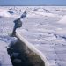 Hielo marino del Ártico
