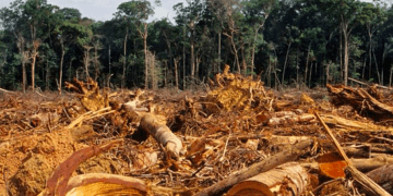 Líderes se comprometen en la COP26 a trabajar colectivamente para revertir la pérdida de bosques y la degradación de la tierra para 2030