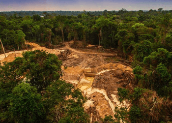Por la pandemia, las emisiones de carbono disminuyeron en todo el mundo en 2020. Excepto en Brasil, y esto se debe a la deforestación.