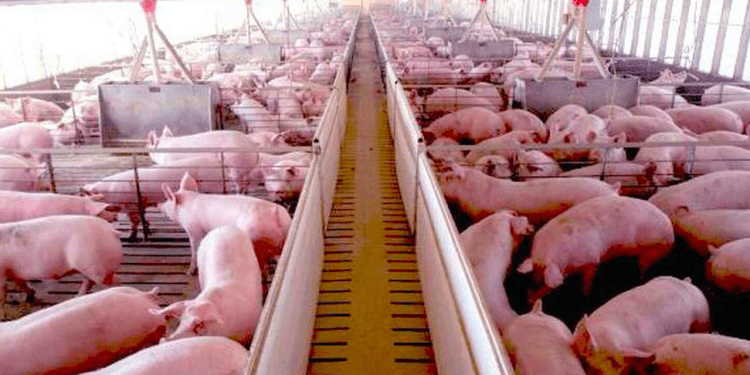 En toda España proliferan las instalaciones de ganadería porcina intensiva, mejor conocidas como macrogranjas.