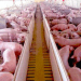 En toda España proliferan las instalaciones de ganadería porcina intensiva, mejor conocidas como macrogranjas.