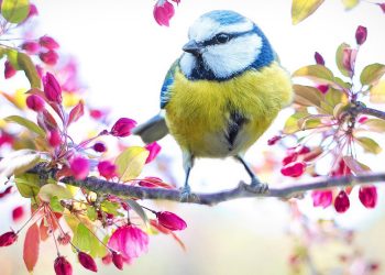 sonoridad aves primavera