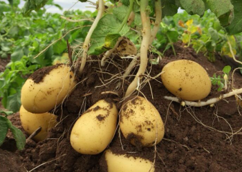 Un grupo de investigadores consiguió desarrollar plantas de patata resistentes a la sequía a través de modificaciones genéticas.