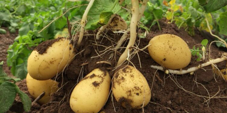 Un grupo de investigadores consiguió desarrollar plantas de patata resistentes a la sequía a través de modificaciones genéticas.