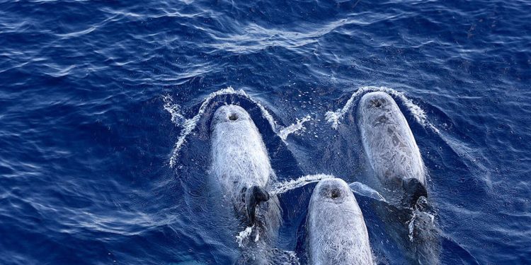 Greenpeace Grecia ballenas