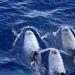 Greenpeace Grecia ballenas
