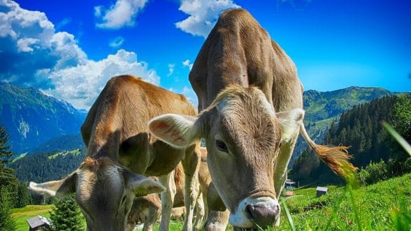 emisiones de metano del ganado