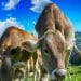 emisiones de metano del ganado