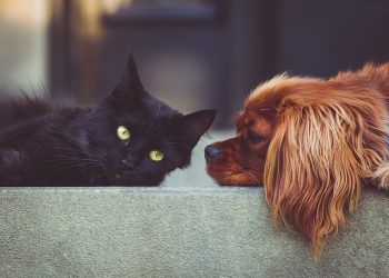 El Código Civil determina que los animales de compañía y las mascotas son considerados seres sintientes y parte de la familia.