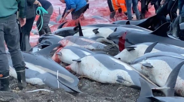 En septiembre de 2021, un totalde 1.400 delfines fueron masacrados en las Islas Feroe. El gobierno insular analiza las posibilidades para eliminar la 