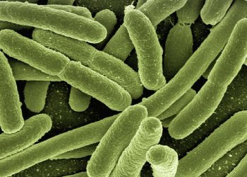 bacteria gigante