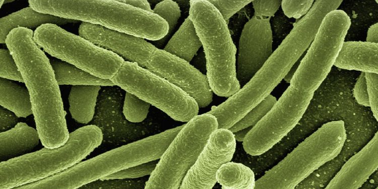 bacteria gigante