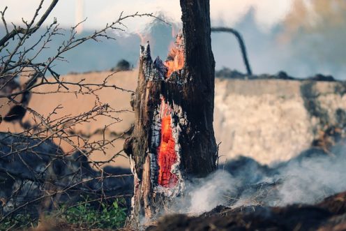 La ONU estima que para fines de siglo el riesgo mundial de incendios forestales incontrolables podría aumentar hasta en un 57%. Pixabay