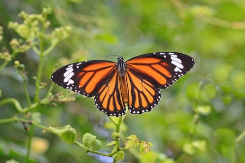 Durante años, la mariposa monarca ha tenido un declive importante en su número de ejemplares. Pero parece que han podido resurgir. Foto Pixabay