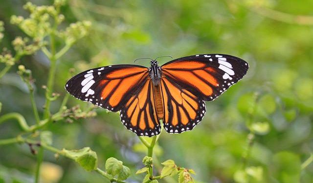 Durante años, la mariposa monarca ha tenido un declive importante en su número de ejemplares. Pero parece que han podido resurgir. Foto Pixabay