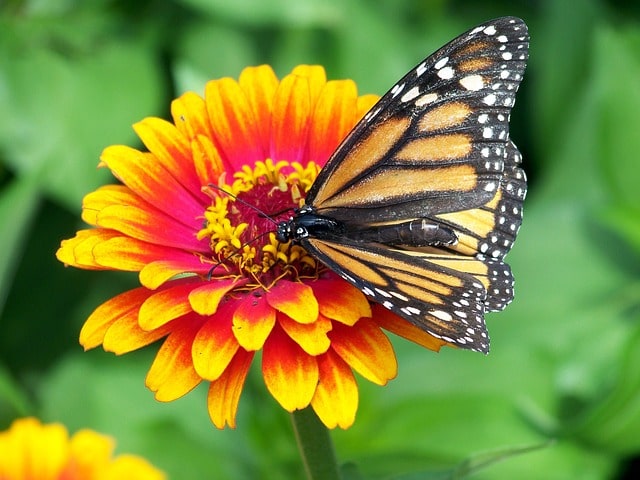 Las mariposas y otros insectos realizan un papel fundamental en el sostenimiento de los cultivos y de las plantas silvestres. Foto Pixabay
