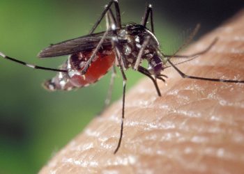 mosquitos modificados genéticamente