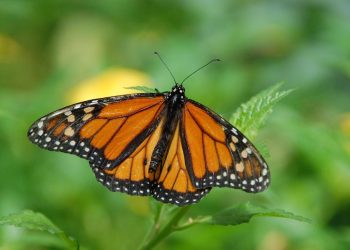 Mariposa monarca migratoria