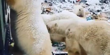 osos polares vertederos
