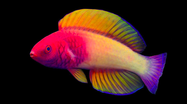 El pez arcoíris habita a 70 metros de profundidad cerca de Las Maldivas y destaca por cambiar de sexo durante su proceso de maduración. Foto: California Academy Of Sciences (Té Yi-Kai)