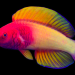 El pez arcoíris habita a 70 metros de profundidad cerca de Las Maldivas y destaca por cambiar de sexo durante su proceso de maduración. Foto: California Academy Of Sciences (Té Yi-Kai)