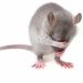 Las ratas pueden llevar el ritmo musical | Pixabay