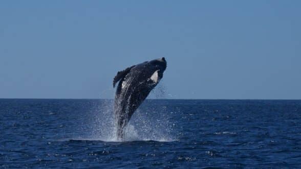 Dos ONG solicitaron al gobierno de EE UU medidas para proteger a las ballenas francas del Atlántico Norte. Una es reducir la colisión de embarcaciones una de las principales causas de muerte y el establecimiento de límites de velocidad para los barcos en las zonas costeras.