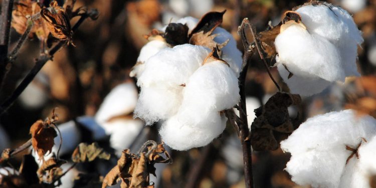 Texas sequía algodón