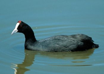 aves acuáticas Doñana