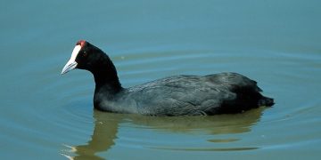 aves acuáticas Doñana