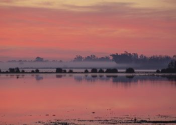 UE alerta sobre las consecuencias que traerá aprobación de ley para regular los cultivos de regadío ilegales en el Parque Nacional de Doñana. Pixabay