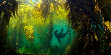 bosques marinos algas gigantes
