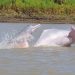 delfines rosados Amazonas