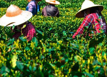 industria del té derechos humanos