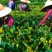 industria del té derechos humanos