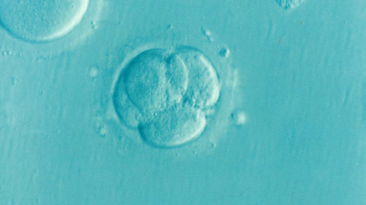 embrion sintetico
