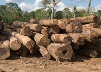 Las bondades de la madera tienen sus límites a la luz de nuevas investigaciones | Archivo Cambio16