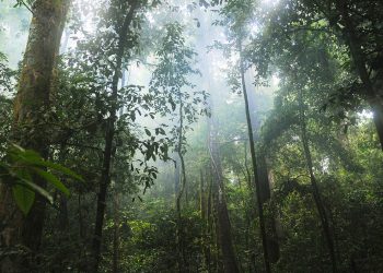 Jeque bosques África