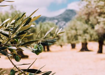 Aceite de oliva España