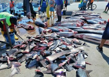Ecuador comercio tiburón