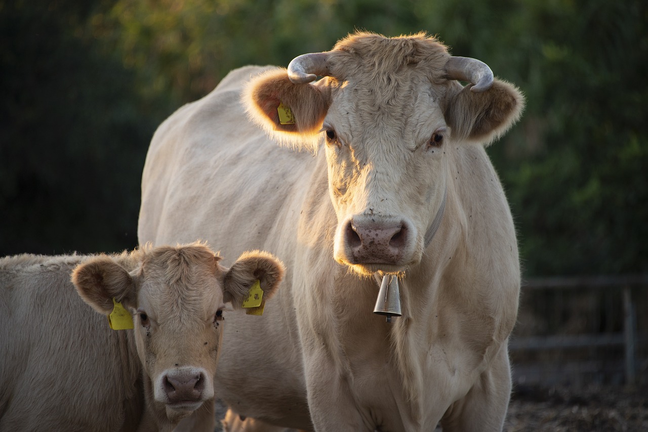 Reducing Methane in Livestock: Strategies and Solutions