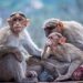 Los monos lavados constituyen un serio problema para los investigadores científicos. Pavan Prasad /Pixabay