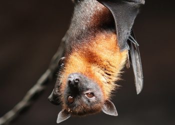 murciélagos sexo