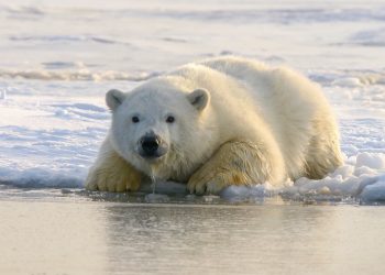 piel de oso polar