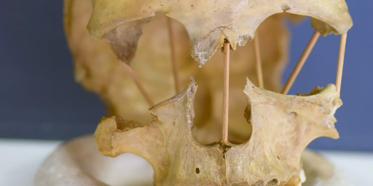El  genoma completo del cráneo de Pestera Muierii 1 fue secuenciado con éxito | Mattias Jakobsson Universidad del País Vasco